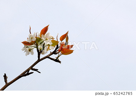 梨の花の写真素材