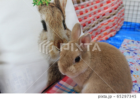 うさぎ かわいい ピーターラビット Rabbitの写真素材