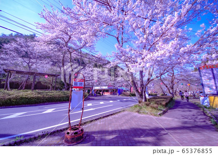 寺尾ヶ原千本桜公園の写真素材