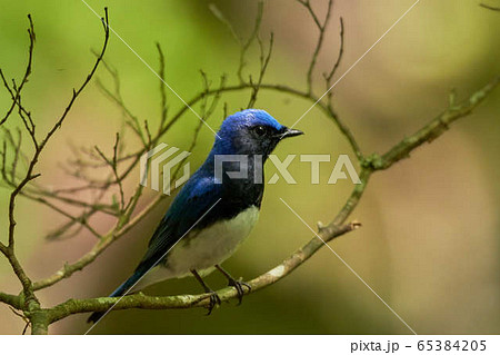 オオルリ 青い鳥 きれい 綺麗の写真素材 Pixta