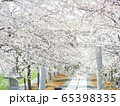 北海道の桜風景 白い鳥居と桜のトンネルの写真素材