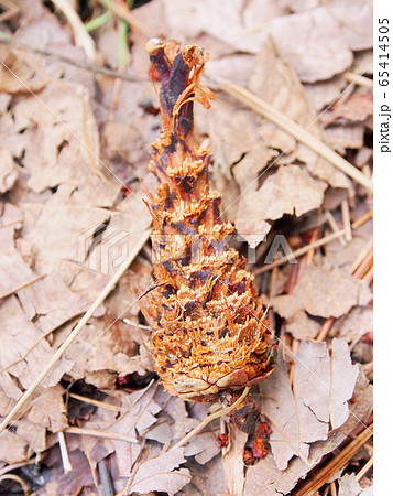 森のエビフライ リスやノネズミが松ぼっくりを食べたあと の写真素材