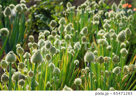 ねぎの花の写真素材