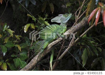 バジリスク 爬虫類の写真素材 - PIXTA