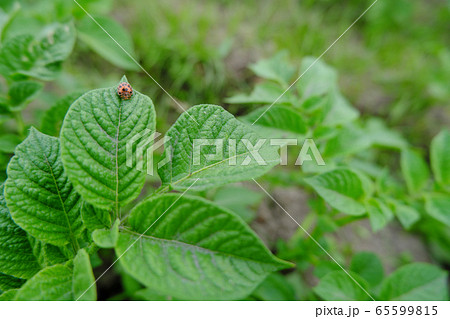 ジャガイモ 葉っぱ 植物 葉脈の写真素材