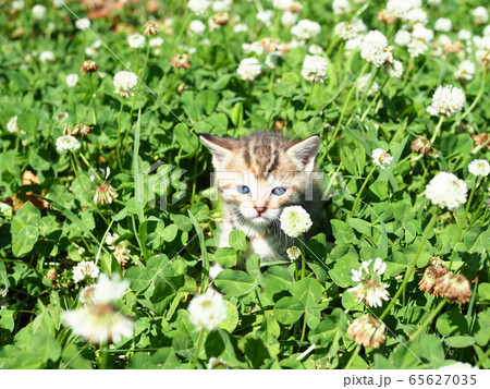 猫 四つ葉 クローバー 四つ葉のクローバーの写真素材 - PIXTA