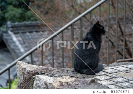 猫 黒猫 小動物 後姿の写真素材