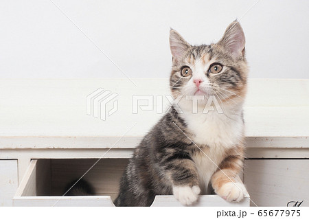 子猫 マンチカン かわいいの写真素材