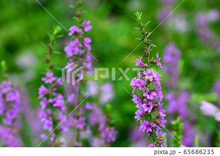 精霊花の写真素材