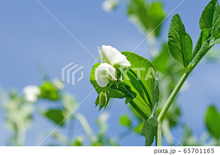 スナックエンドウの花の写真素材