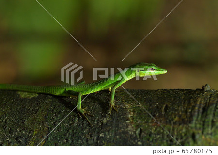 サキシマカナヘビの写真素材