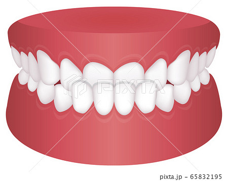 前歯のイラスト素材