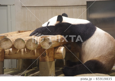 丸太 座る パンダ 陸上動物の写真素材