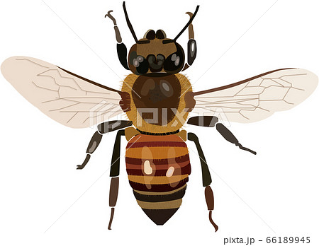 日本蜜蜂 蜜蜂 昆虫 蜂のイラスト素材