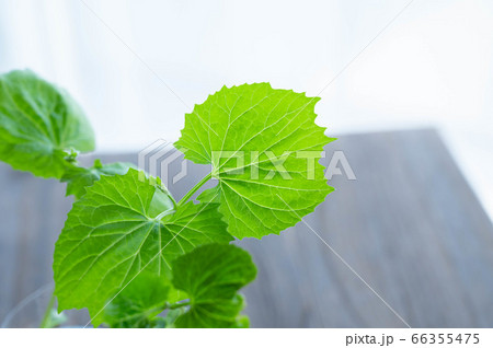 ゴーヤの苗の写真素材