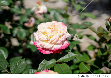 薔薇 アブラカタブラ 植物 花の写真素材