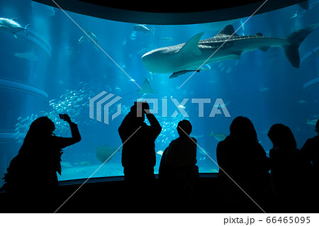 海遊館 水族館 見学 海中の写真素材