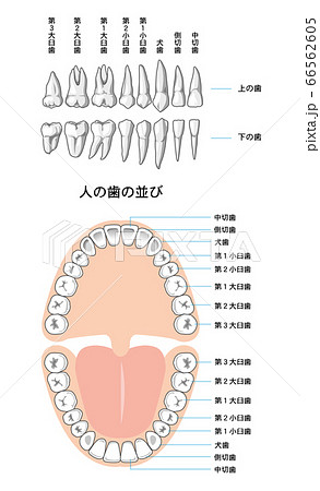 歯のイラスト素材集 ピクスタ