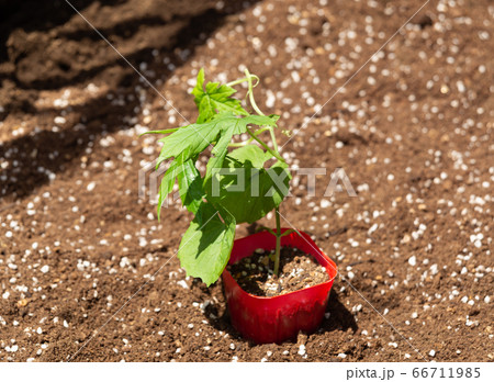 ゴーヤの苗の写真素材