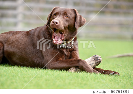 犬 ゴールデンレトリバー 茶色 大型犬の写真素材