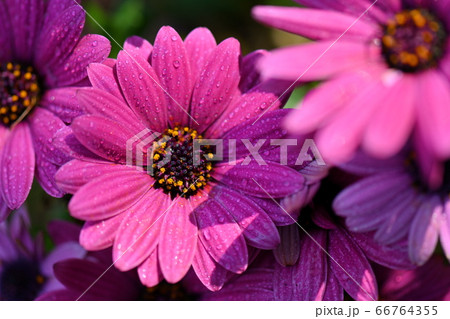 紫の花の写真素材