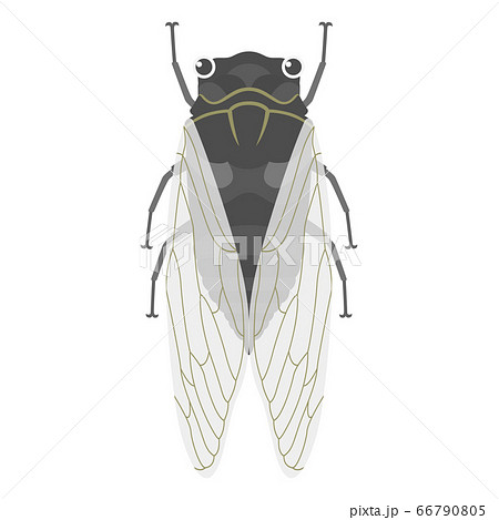 セミ 蝉 のイラスト素材集 Pixta ピクスタ