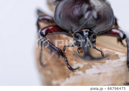 カブトムシの写真素材集 ピクスタ