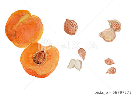 Prunus armeniaca あんずの実と杏仁　水彩