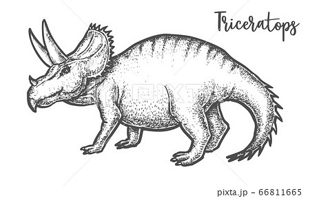 恐竜 トリケラトプス 絵を描く スケッチのイラスト素材