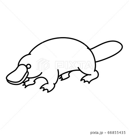 カモノハシのイラスト素材