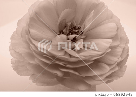 花 雌しべ おしべ 芍薬の写真素材