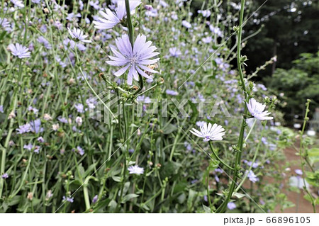 チコリの花の写真素材