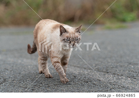 猫 ネコ 正面 歩くの写真素材