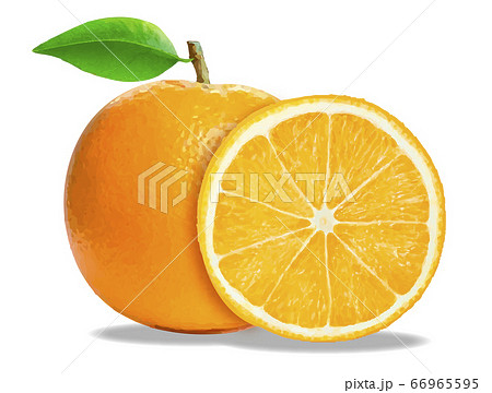 オレンジ 輪切り 断面 スイートオレンジのイラスト素材