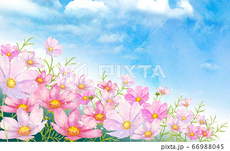 コスモス 秋桜 コスモス畑 風景画のイラスト素材 - PIXTA