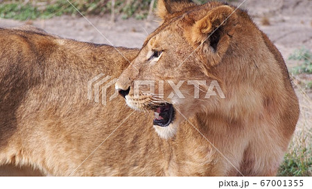 ライオン 雌 動物 横顔の写真素材