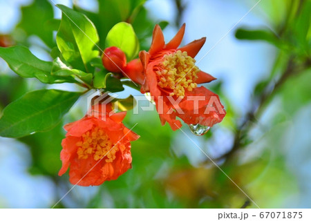 鮮紅色の花の写真素材