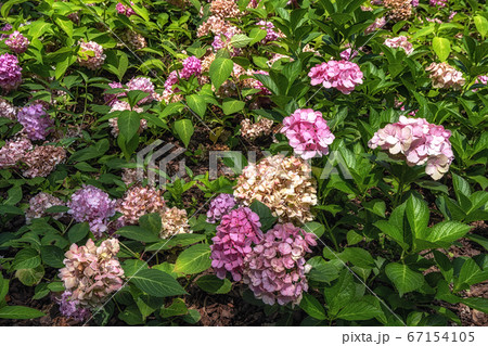 アジアンビューティー アジサイ 紫陽花 アジサイ科の写真素材