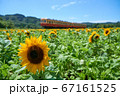 千葉県 小湊鉄道 ひまわり咲く石神の菜の花畑の写真素材