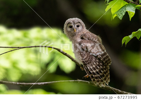 フクロウの写真素材集 ピクスタ