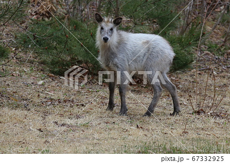 カモシカ 白 日本 動物の写真素材