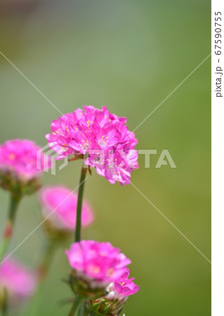 丸い ピンク 花 ピンクの丸い花の写真素材