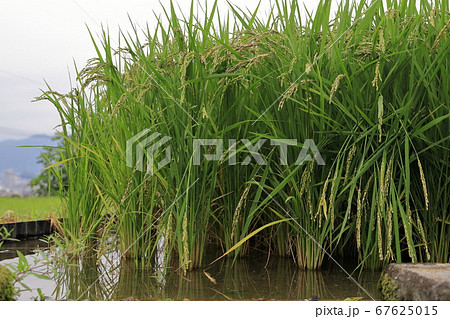 稲 イネ 稻 禾 ジャポニカ種の写真素材 稲 イネ 稻 禾 ジャポニカ種の写真素材