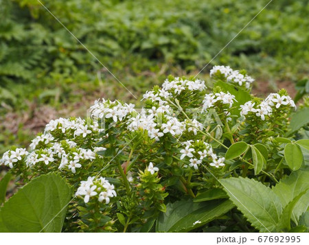 沖縄本島最北端の辺戸岬に咲くハマボッスの白い花の写真素材
