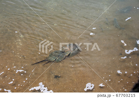 カブトガニの写真素材