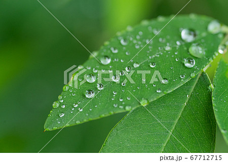 葉 葉っぱ 水滴 雫の写真素材