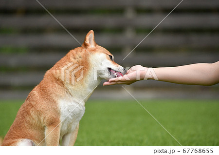 秋田犬 柴犬の写真素材 秋田犬 柴犬の写真素材