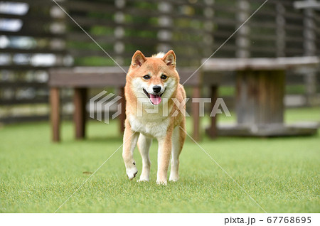 ドッグランの写真素材