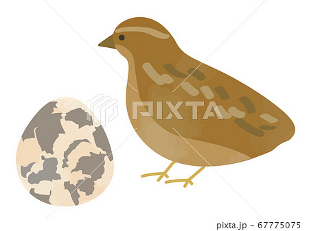 ウズラのイラスト素材