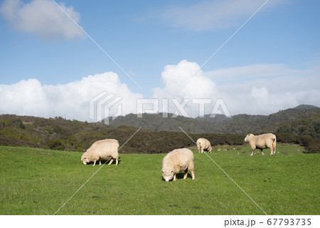 日本製即納□ 羊の放牧 ニュージーランド 風景写真 ★ 額縁付 Ａ３ノビ グラフィック